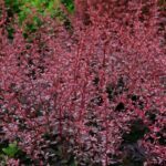 berberis thunbergii harlequin 3