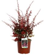 berberis thunbergii harlequin