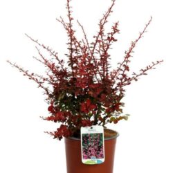 berberis thunbergii harlequin