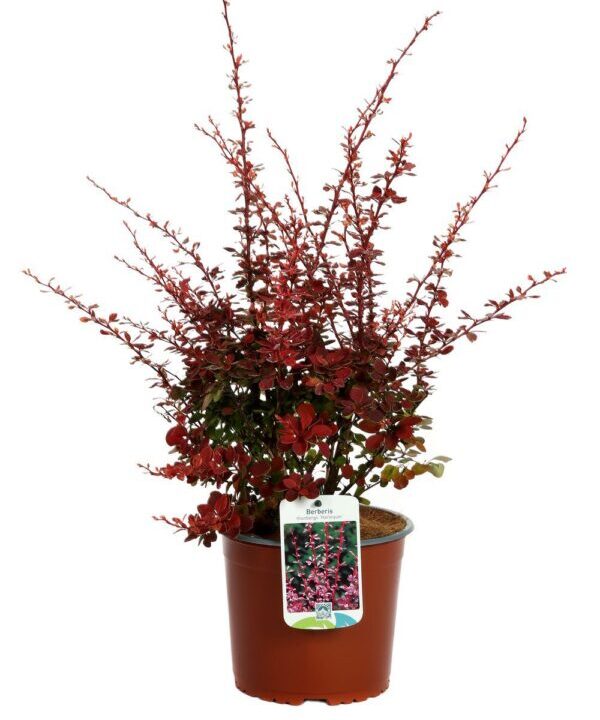 berberis thunbergii harlequin