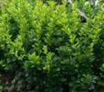berberis thunbergii kobold 1