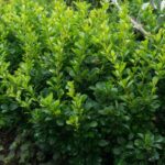 berberis thunbergii kobold 1
