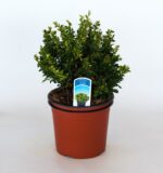 berberis thunbergii kobold