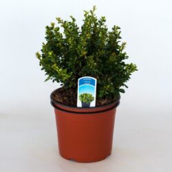 berberis thunbergii kobold
