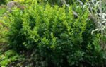 berberis thunbergii kobold 3