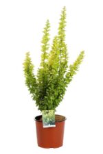berberis thunbergii maria 2