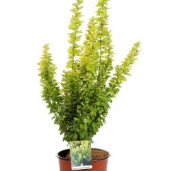 berberis thunbergii maria 2
