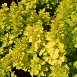berberis thunbergii maria