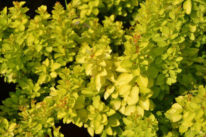 berberis thunbergii maria berberis thunbergii maria