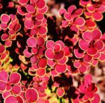 berberis thunbergii orange sunrise