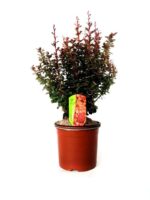 berberis thunbergii orange sunrise 2