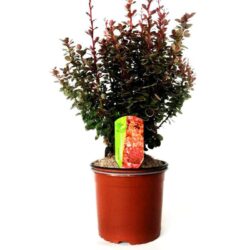 berberis thunbergii orange sunrise 2