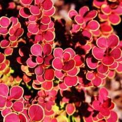 berberis thunbergii orange sunrise