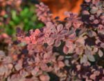 berberis thunbergii rose glow 1