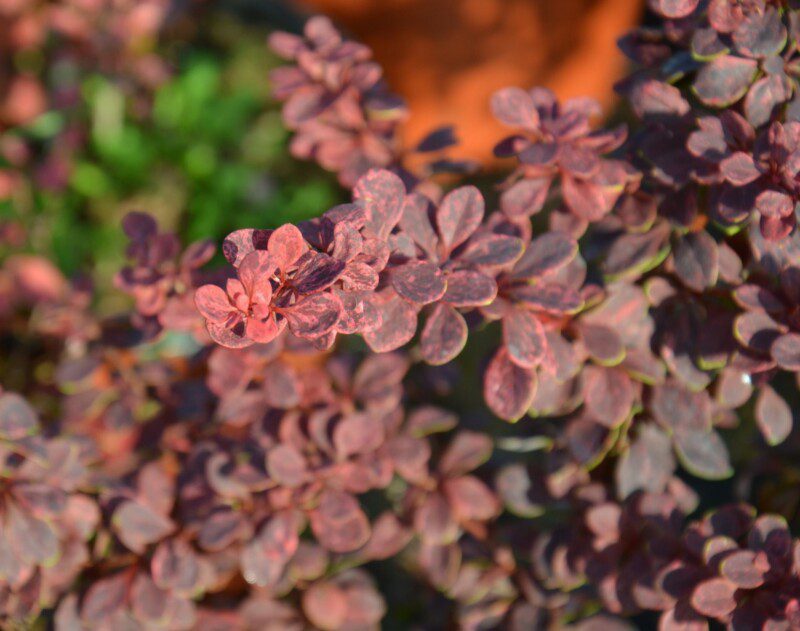 berberis thunbergii rose glow 1 berberis thunbergii rose glow 1