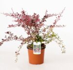 berberis thunbergii rose glow 4