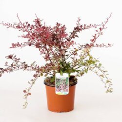 berberis thunbergii rose glow 4