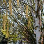 betula albosinensis betulla rossa cinese 1