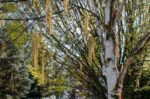 betula albosinensis betulla rossa cinese 1