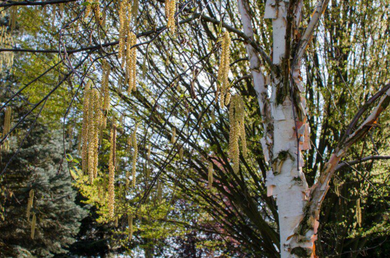betula albosinensis betulla rossa cinese 1