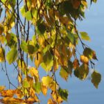 betula pendula youngii betulla 1 1