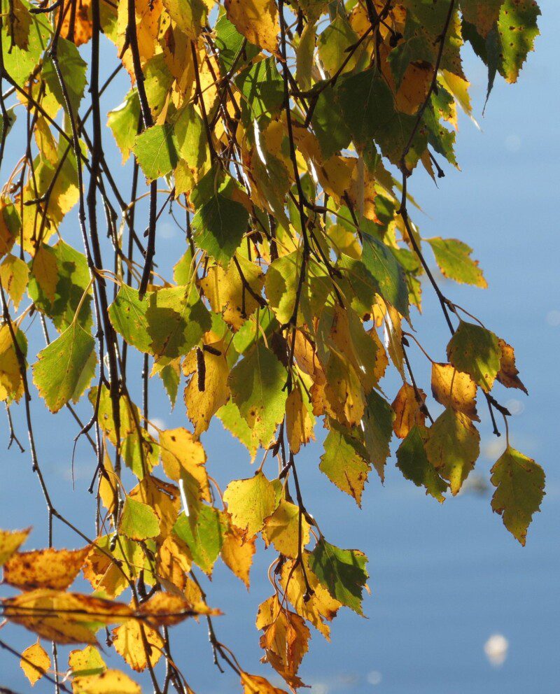 betula pendula youngii betulla 1 1 betula pendula youngii betulla 1 1