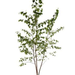 betula verrucosa alba 3