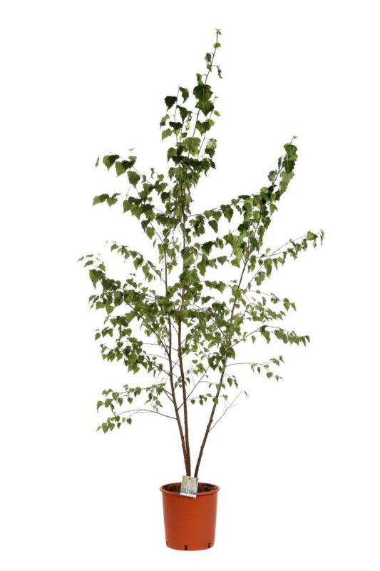 betula verrucosa alba 3