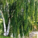 betula verrucosa alba