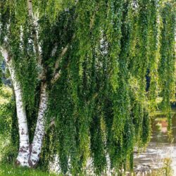 betula verrucosa alba