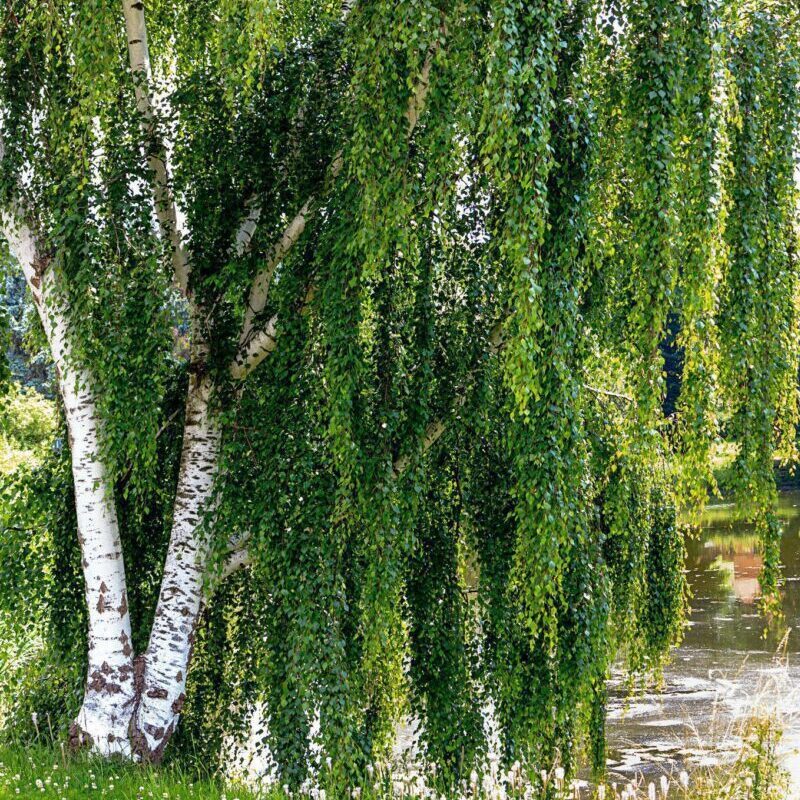 betula verrucosa alba