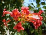 bignonia capreolata