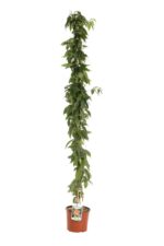 bignonia capreolata 2