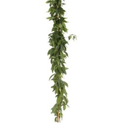 bignonia capreolata 2