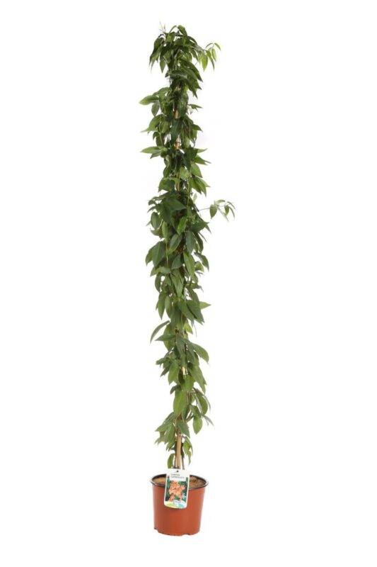 bignonia capreolata 2