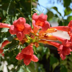 bignonia capreolata