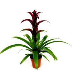 bromelia guzmania ostara