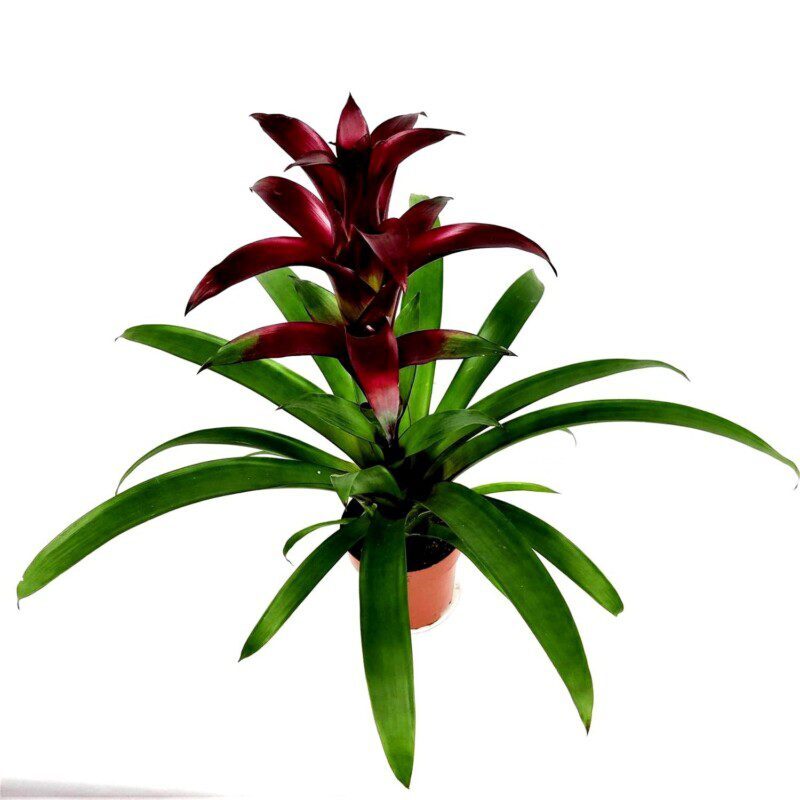 bromelia guzmania ostara 4