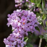 buddleja alternifolia albero delle farfalle