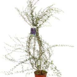 buddleja alternifolia albero delle farfalle 2