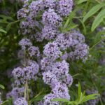 buddleja alternifolia unique albero delle farfalle 1
