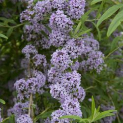 buddleja alternifolia unique albero delle farfalle 1