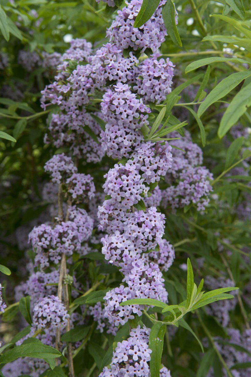 buddleja alternifolia unique albero delle farfalle 1 buddleja alternifolia unique albero delle farfalle 1