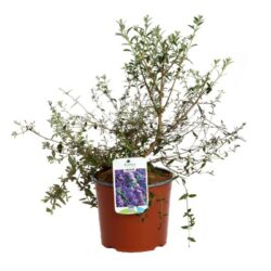 buddleja alternifolia unique albero delle farfalle