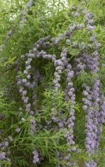 buddleja alternifolia unique albero delle farfalle 3