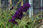 buddleja davidii black knight albero delle farfalle 1