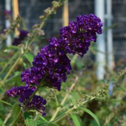 buddleja davidii black knight albero delle farfalle 1