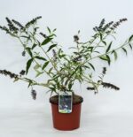 buddleja davidii black knight albero delle farfalle