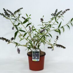 buddleja davidii black knight albero delle farfalle