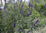 buddleja davidii black knight albero delle farfalle 3
